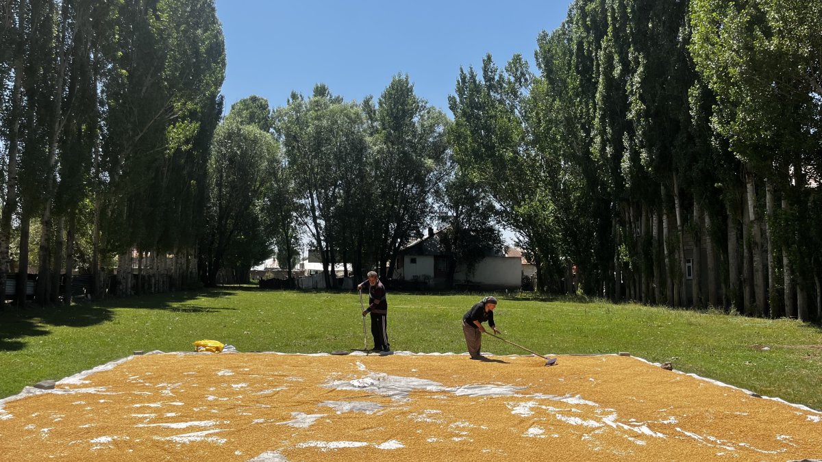 Ağrı’da kışlık bulgur için dev kazanlar kuruldu