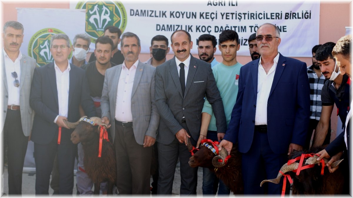 Ağrı’da üreticilere destek: 150 damızlık koç hibe yoluyla dağıtıldı