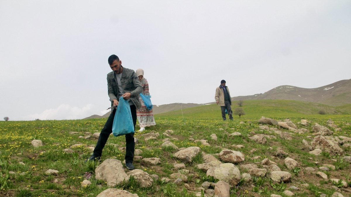 Ağrı’da vatandaşlar şifa kaynağı olarak görülen çiriş otu için 35 kilometre yol gidiyor