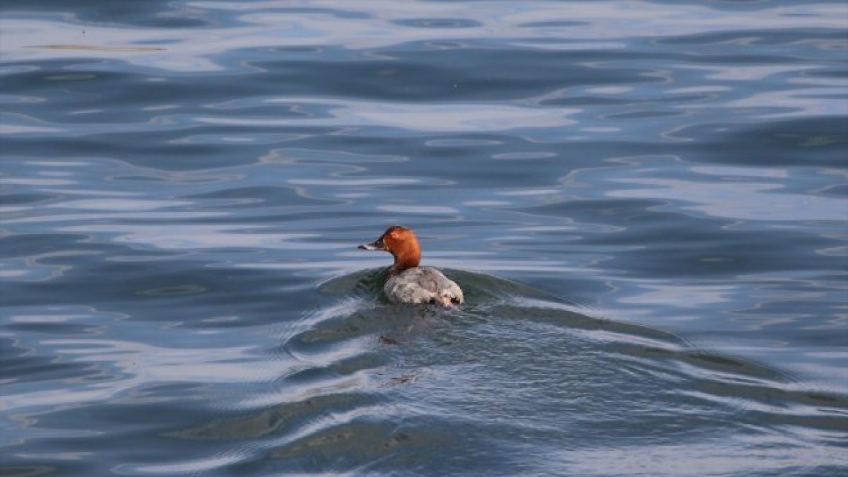 Ağrı’daki Balık Gölü’nde dikkat çeken keşif: Kırmızı listedeki 4 kuş türü tespit edildi