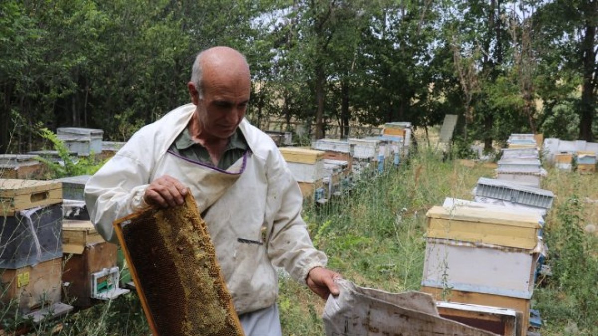 Ağrılı arıcılar tescilli 'geven balı' hasadında