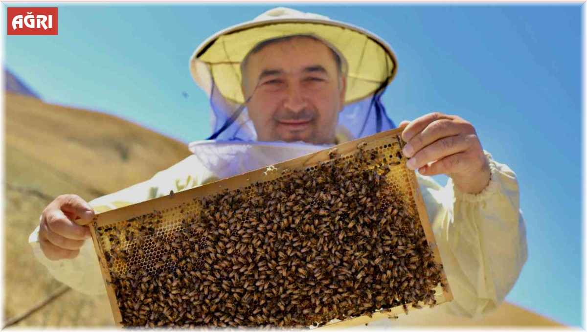 Ağrılı arıcıların "tatlı" hasat telaşı başladı