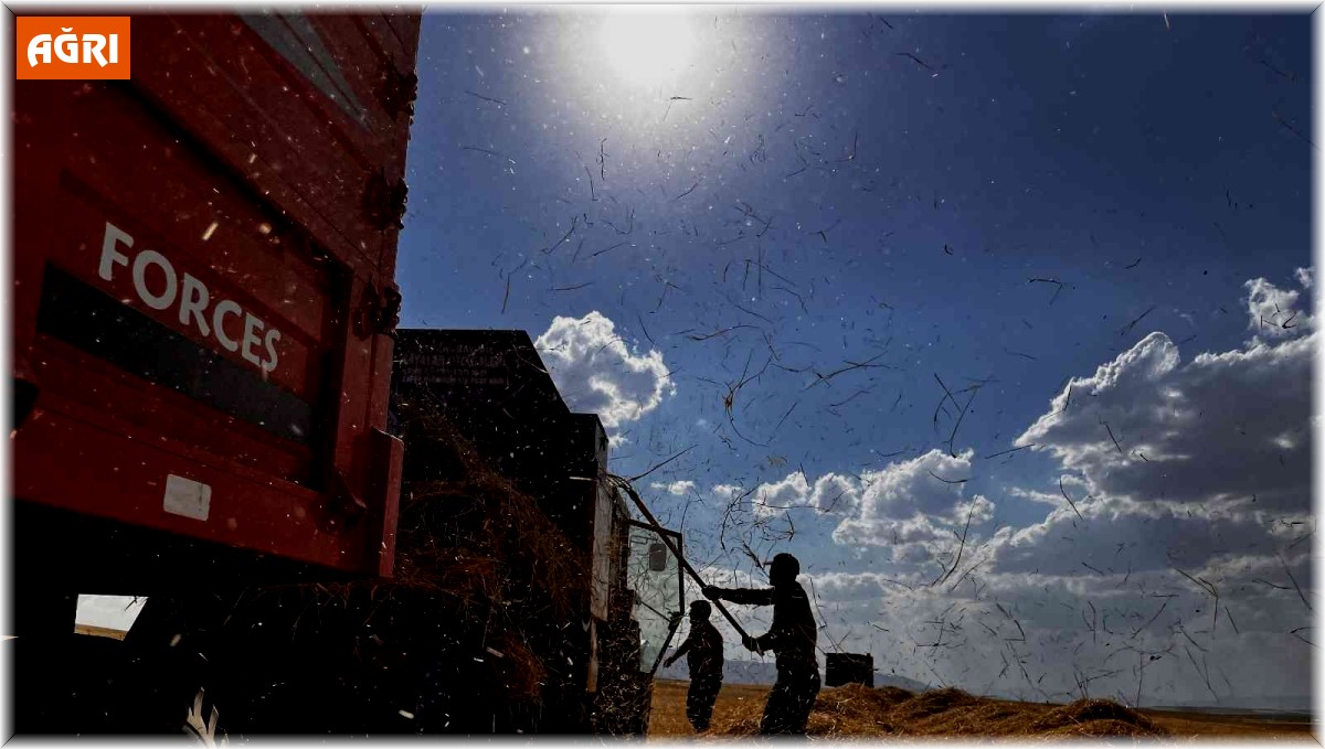 Ağrılı çiftçiler verim aldıkları topraklarda hasat yapmaya başladı