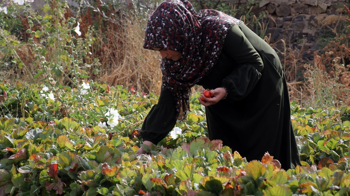 Ağrılı kadın çiftçiler 'çilek yetişmez' denilen arazide tonlarca çilek üretti