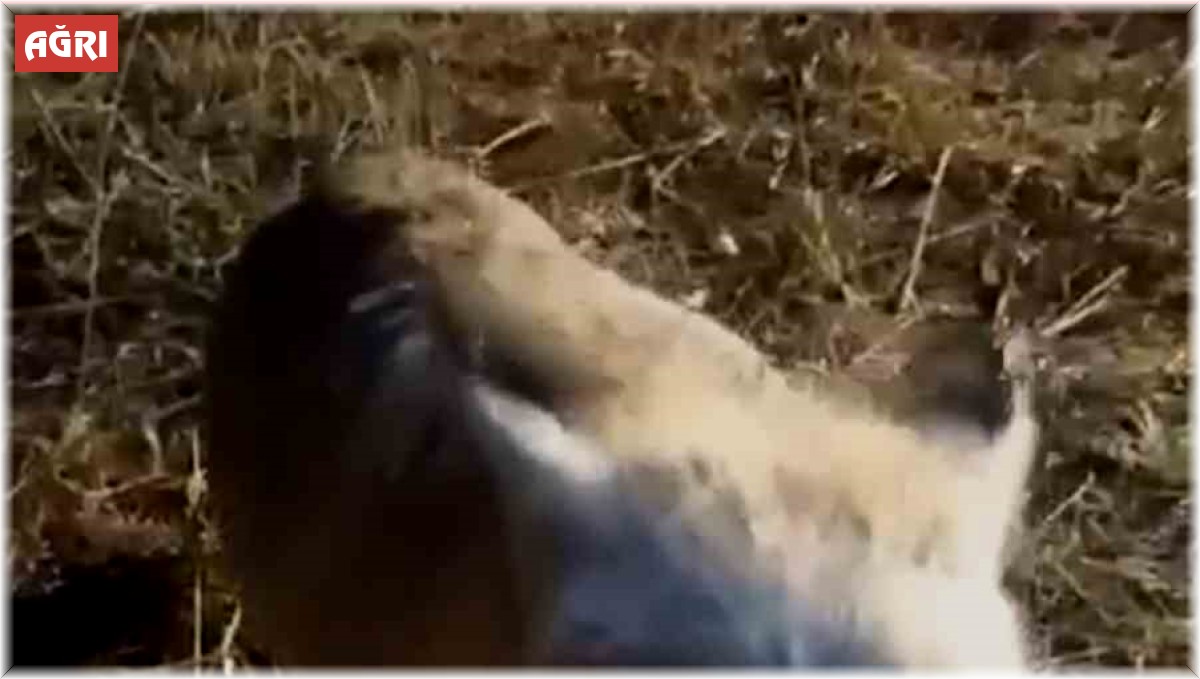 Ağrılı vatandaş, aç kalan tilkiyi elleriyle besledi