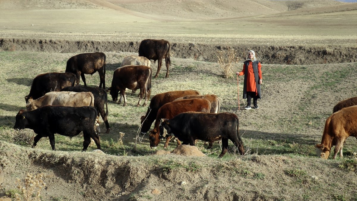 Ağrılı ziraat fakültesi mezunu Kibar Uzun, devlet desteğiyle hayvancılığa başladı