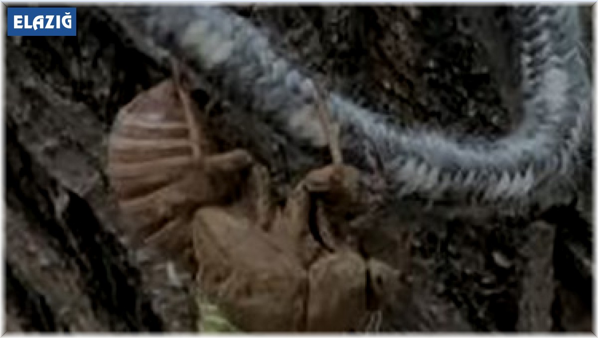 Ağustos böceğinin kabuk değiştirme anı görüntülendi