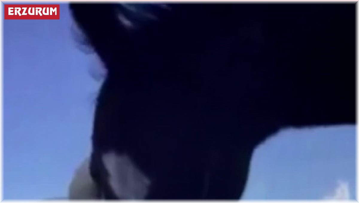 Ağzıyla sahibinin omzuna masaj yapan at, görenleri gülümsetti