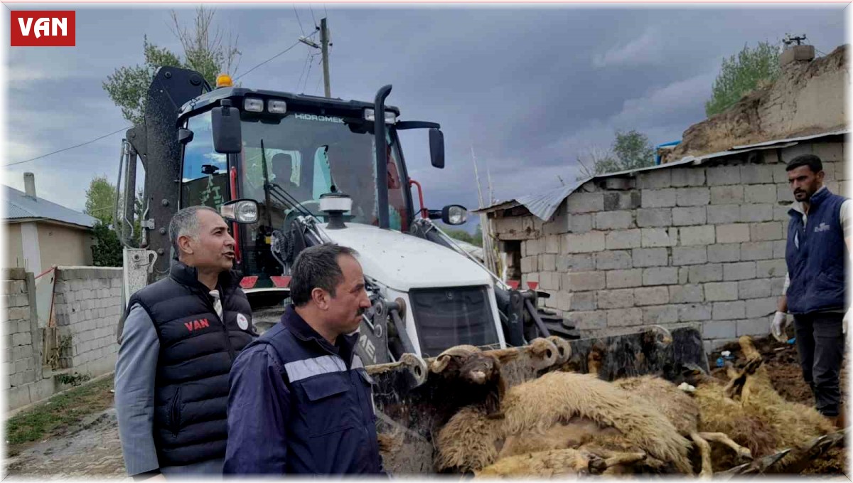 Ahıra girdiğinde 130 koyunu telef olmuş halde buldu