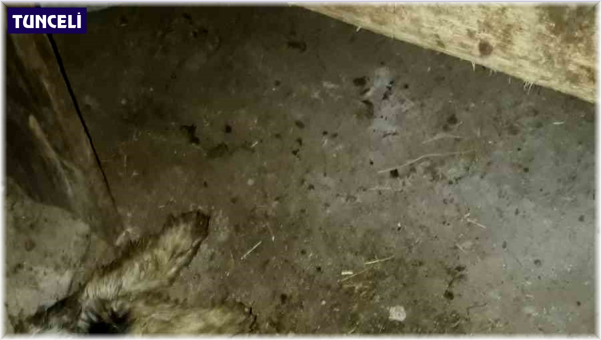 Ahıra giren sokak köpekleri 4 hayvanı telef etti, 15'ini de yaraladı