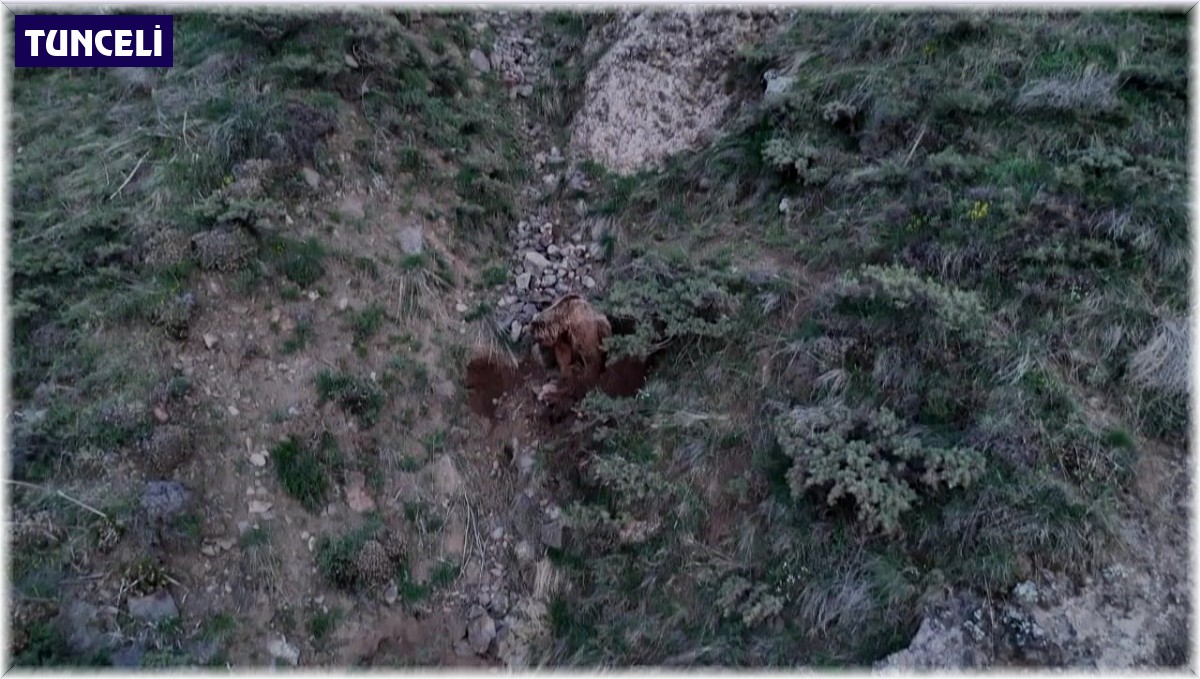 Ahıra girip keçileri telef eden ayılar leşleri gömerken dron kamerasına yakalandı