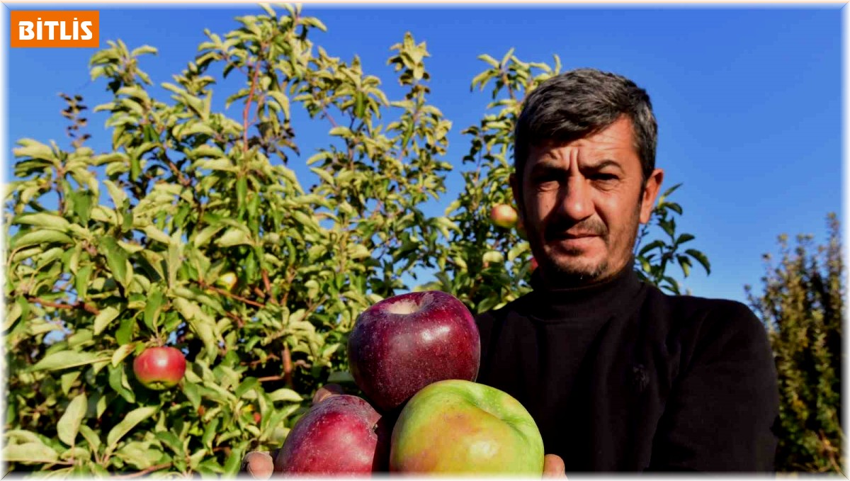 Ahlat elması yurt içi ve yurt dışı pazarında