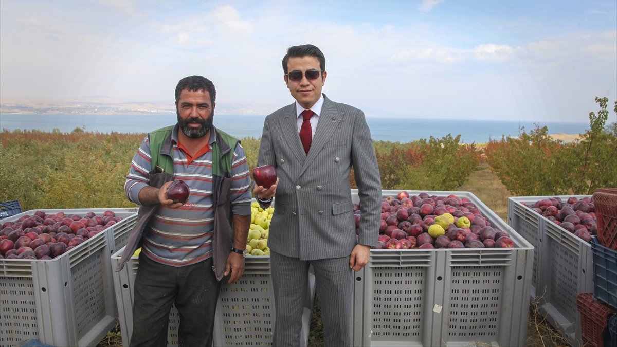 Ahlat elmasında hasat dönemi