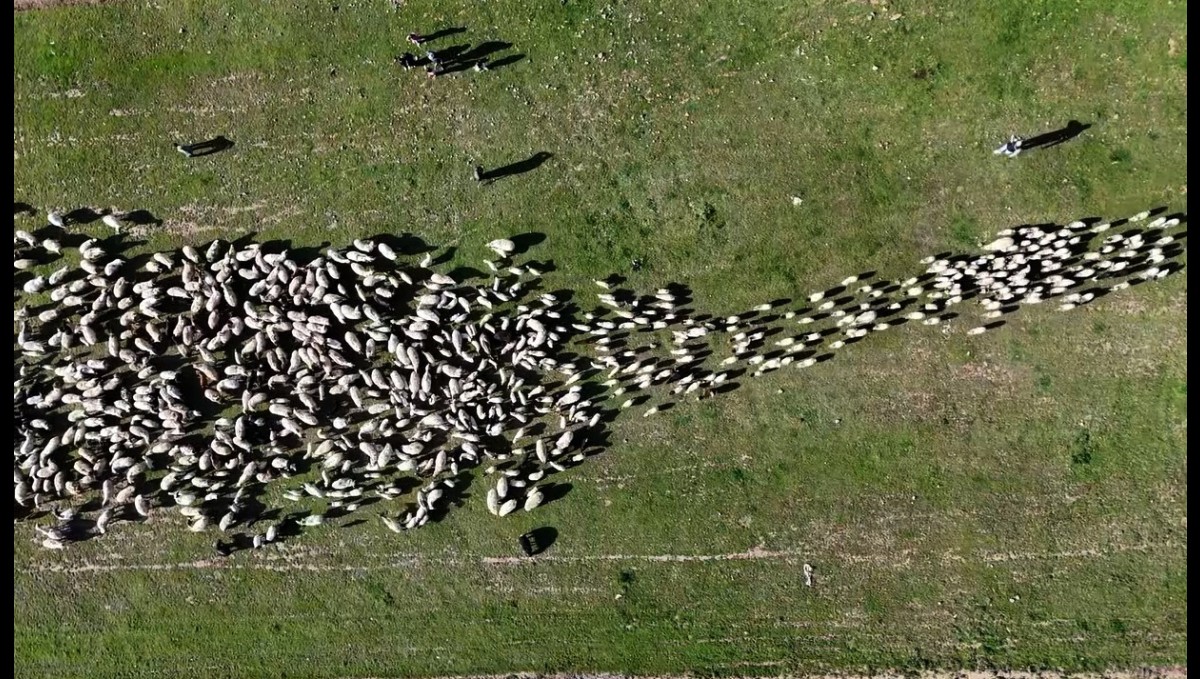 Ahlat'ta koyun ve kuzuların buluşması havadan görüntülendi