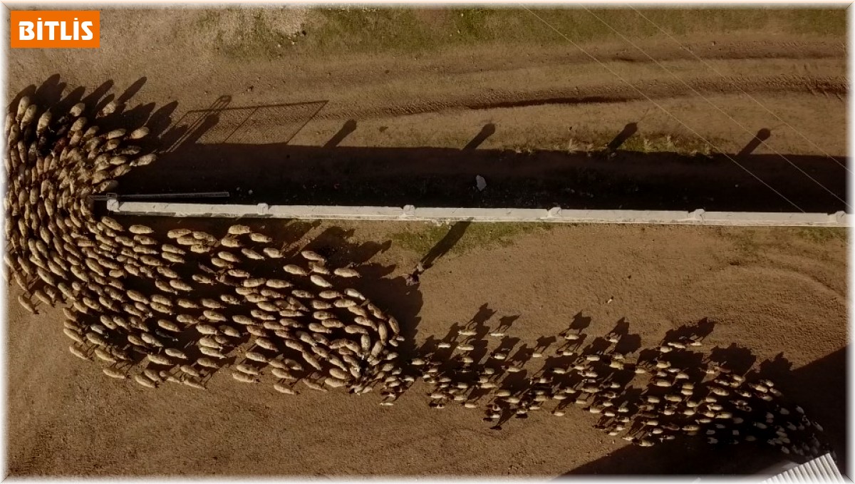 Ahlat'ta koyun ve kuzuların buluşması renkli görüntüler oluşturdu