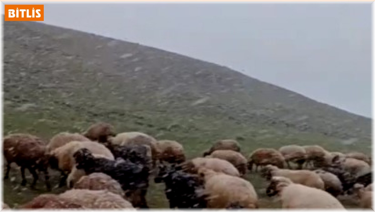 Ahlat'ta mayısta kar sürprizi