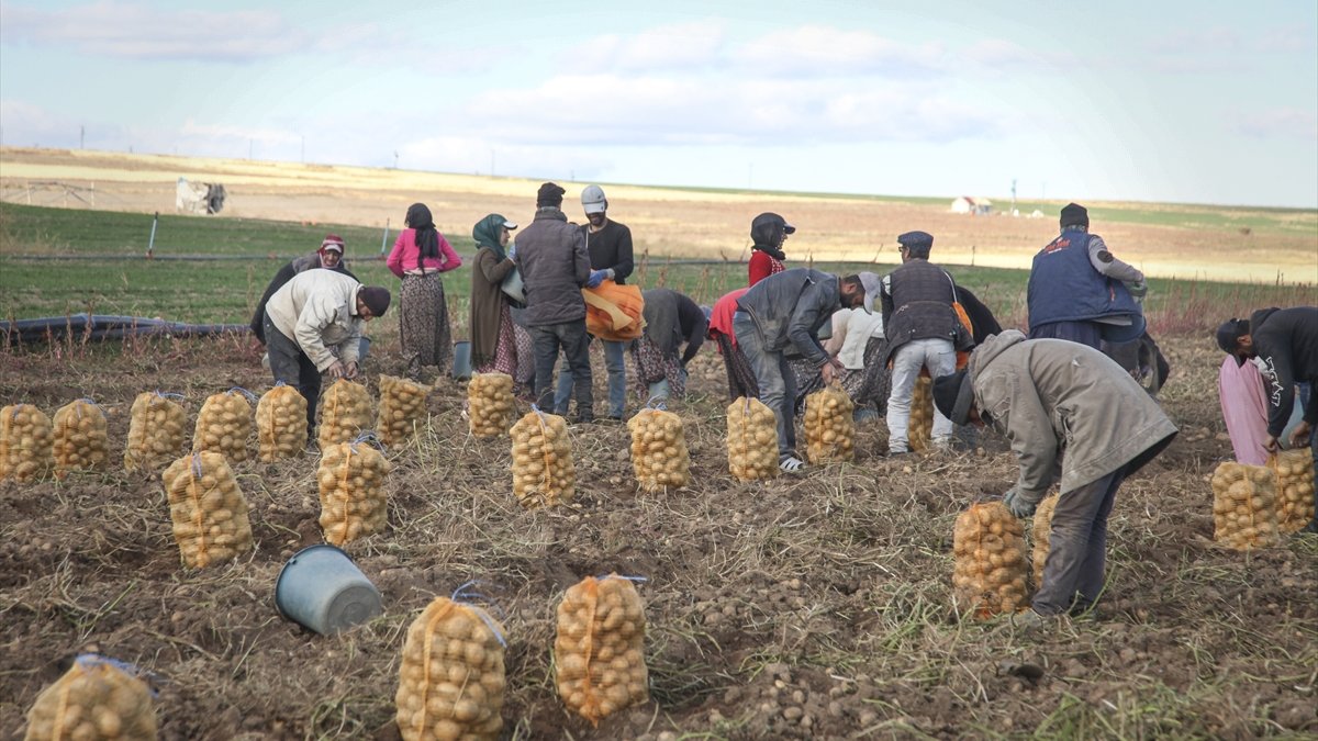 Ahlat'ta patates hasadından 170 bin ton ürün bekleniyor