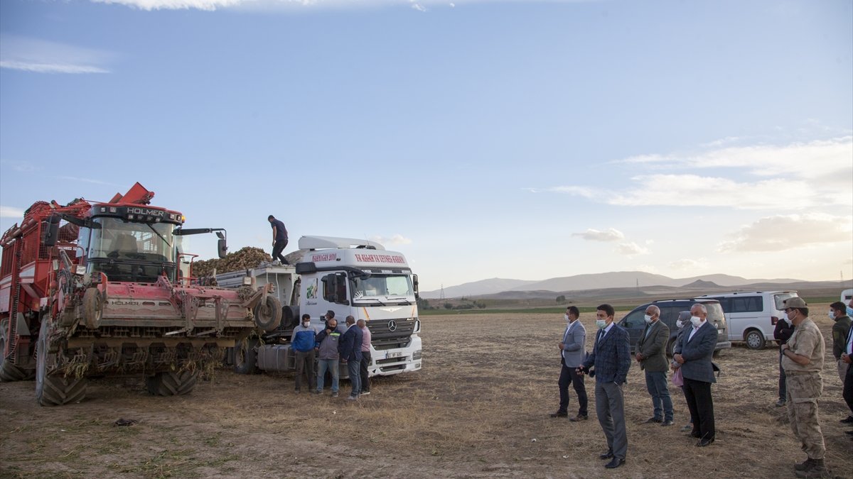 Ahlat'ta şeker pancarı hasadı