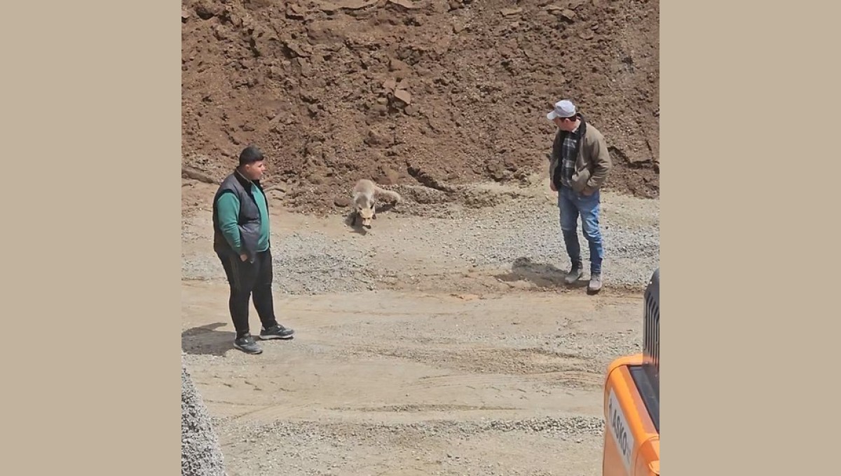 Ahlat'ta tilki, pomza ocağının müdavimi oldu: Her gün işçilerin sofrasına konuk oluyor