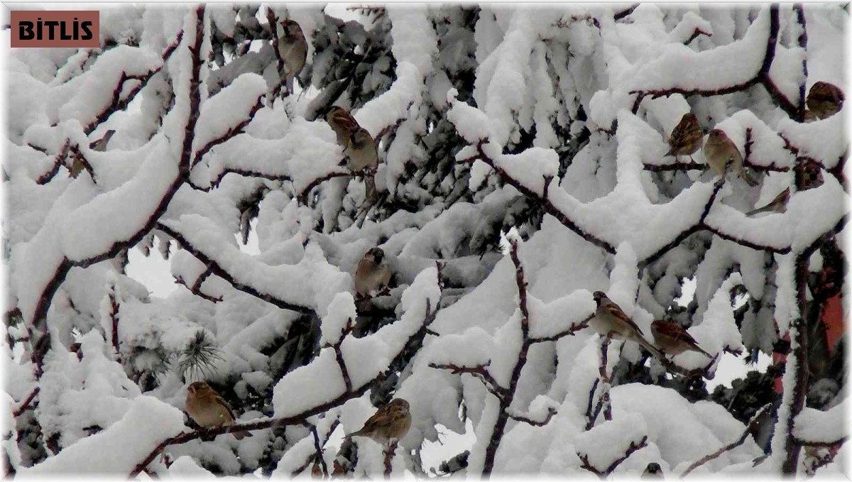 Ahlat'ta yoğun kar yağışı