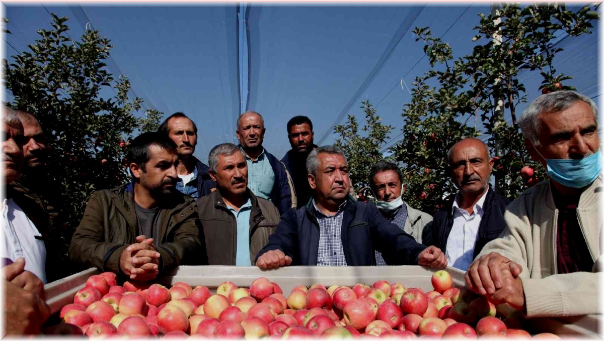 Ahlatlı çiftçiler kapama elma bahçelerini gezdi