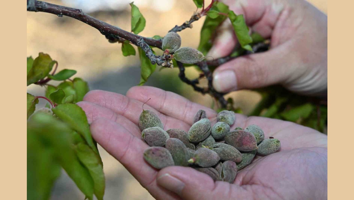 AK Parti Malatya Milletvekili Ölmeztoprak: "Üreticilerimizin yanında olacağız"