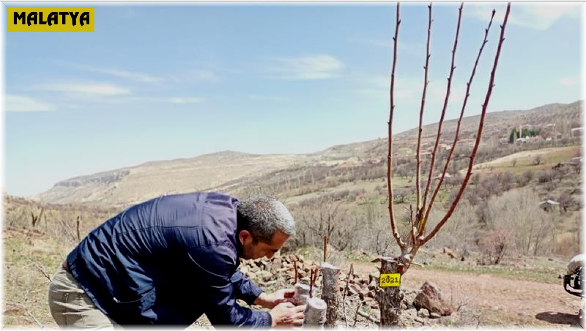 Akçadağ armudu yaygınlaştırılacak