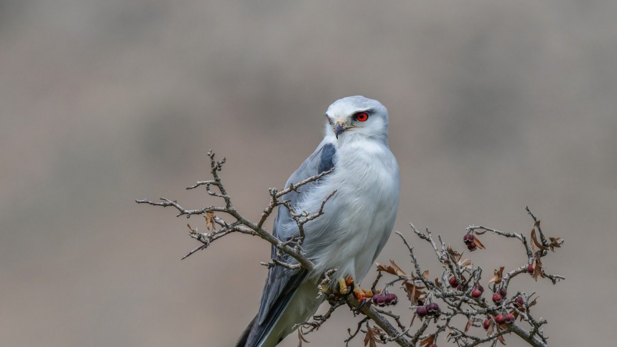 Akçaylak kuşu Van'da ilk kez görüntülendi