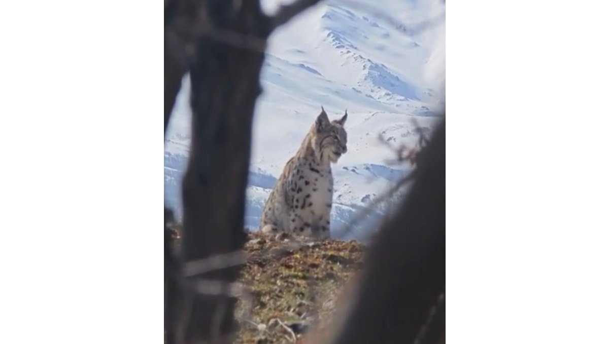 Akdağ'ın eteklerinde vaşak, kurt ve dağ keçisi peş peşe görüldü