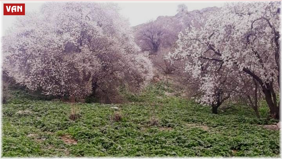 Akdamar Adası'nda badem ağaçları çiçek açtı