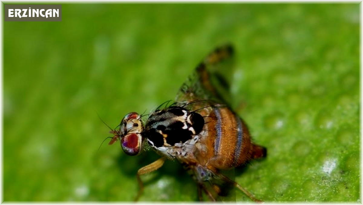 Akdeniz Meyve Sineğine ile mücadele dönemi başladı