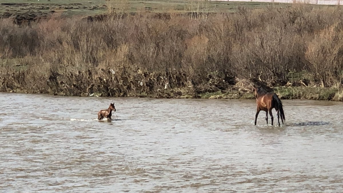 Akıntıda sürüklenen yavru yılkı atı son anda kurtuldu