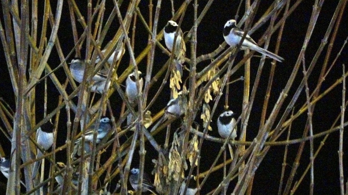 Akkuyruksallayanlar Yüksekova'da mola verdi