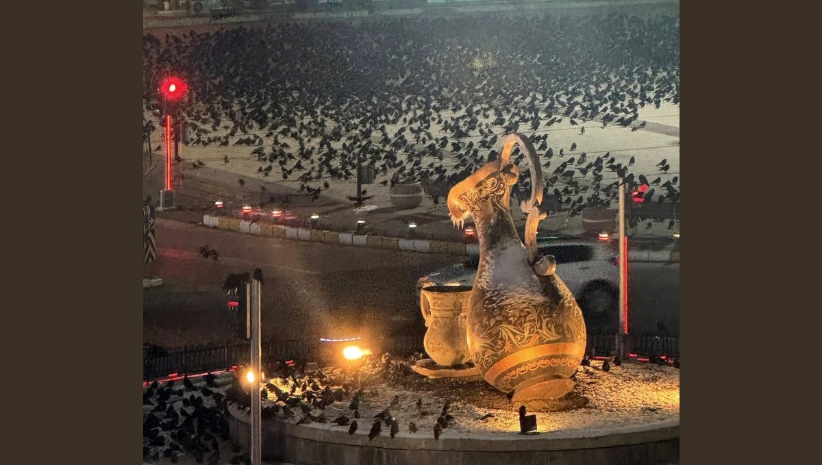 Akşam saatlerinde dikkat! Erzincan'da kargalar sokakları sardı