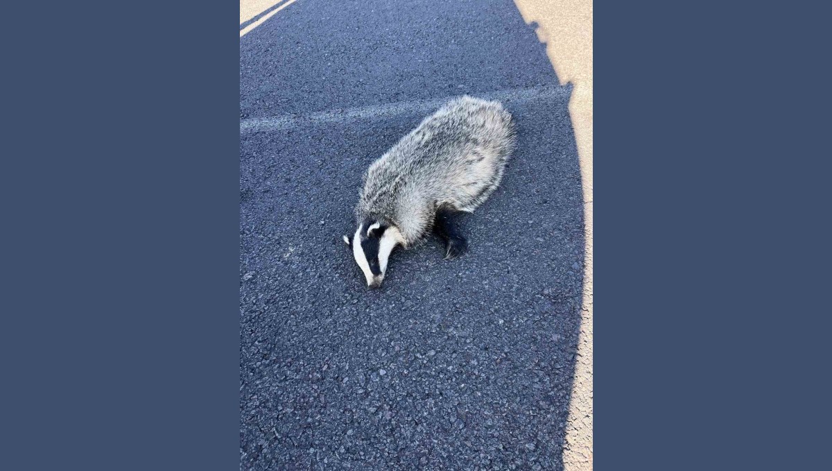 Akyaka'da aracın çarptığı porsuk telef oldu