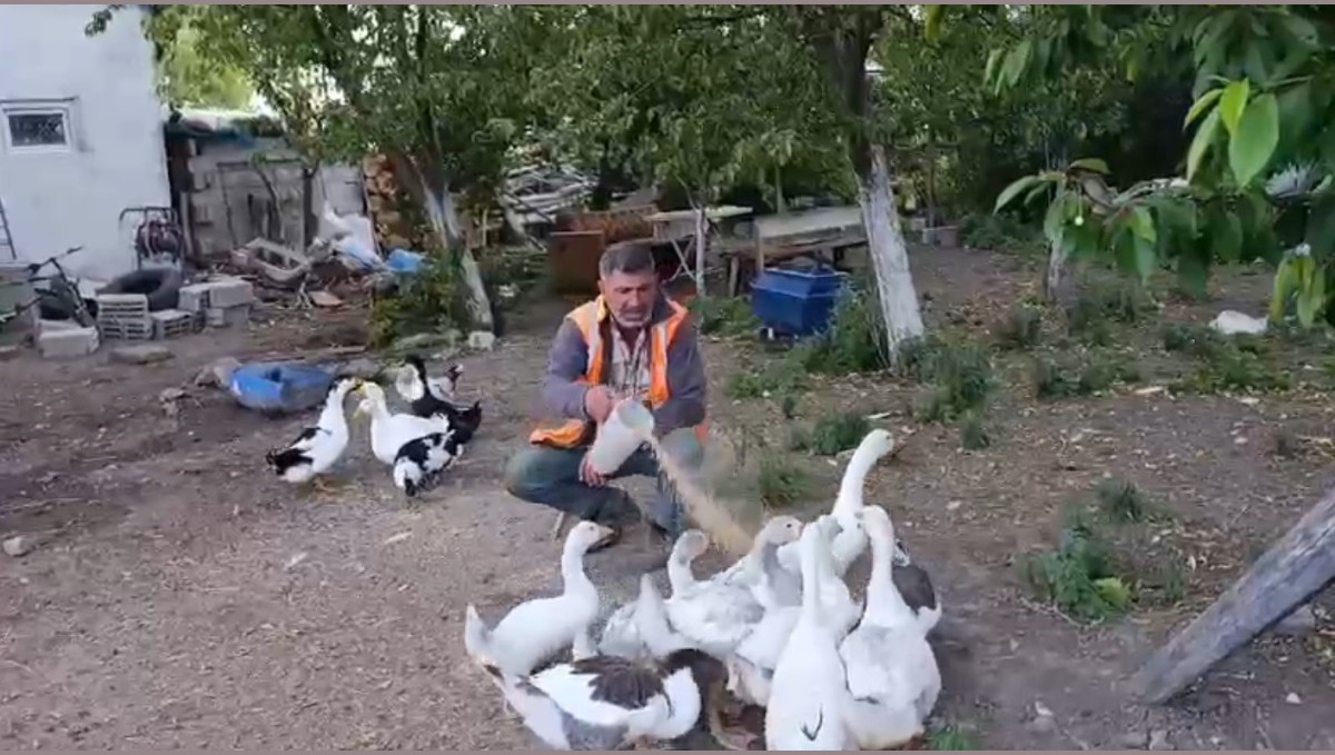 Akyaka'da bir vatandaş kazlarını özenle besliyor