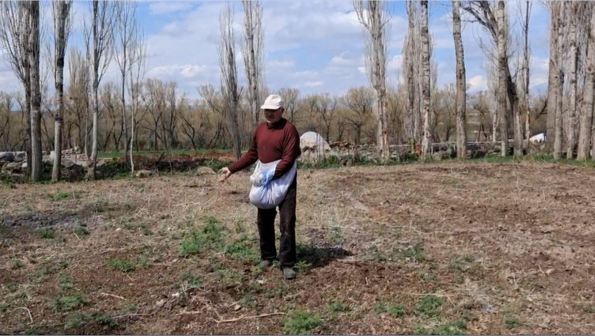 Akyaka'da elle tohum serpme geleneği devam ediyor