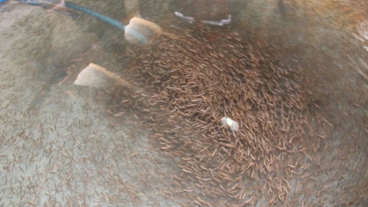 Alabalık tesisleri denetlendi