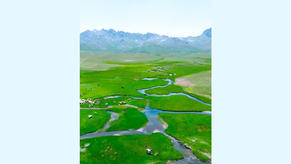 Alendeşt yaylası, menderesleri ve sarı çiçekleriyle büyülüyor