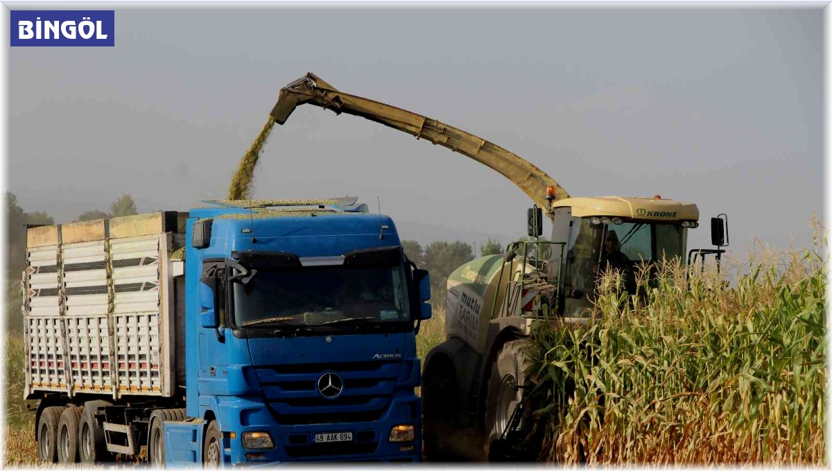 Alım garantili silajlık mısırın üretimi arttı: Beklenen rekolte 85 bin tonun üzerinde