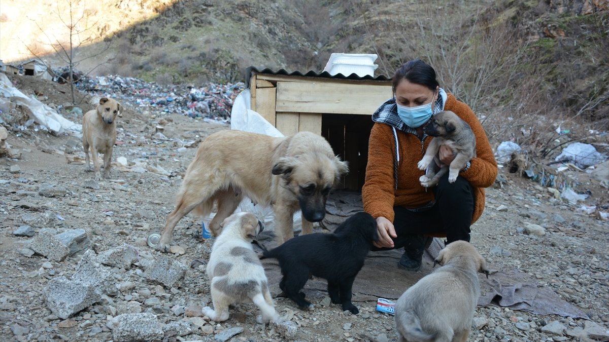 Almanya'dan gelip Şemdinli'deki sokak hayvanlarına "anne şefkatiyle" bakıyor