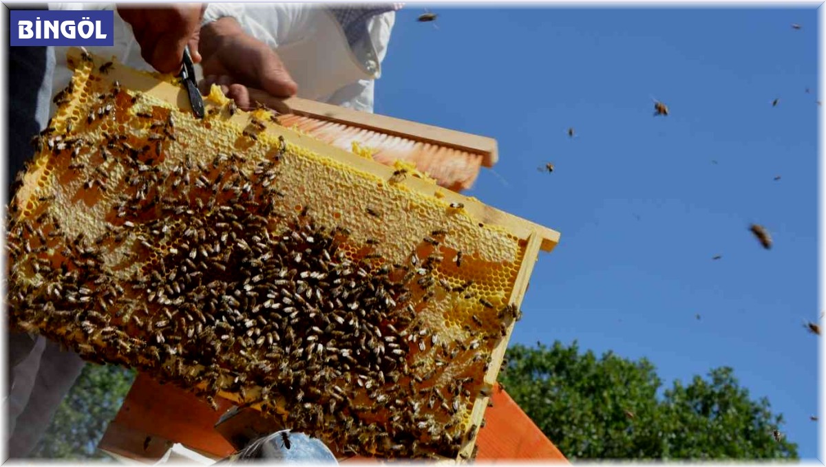 'Altın balda' hasat dönemi başladı: Hedef 2 bin ton bal elde etmek