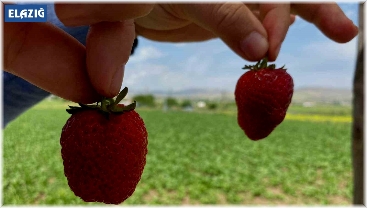Ana yolda araçları durduran lezzet: Kuyulu çileği görücüye çıktı