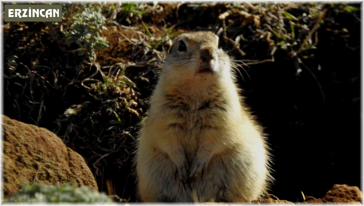 Anadolu gelengisinin poğaça yerken sevimli halleri kameraya yansıdı
