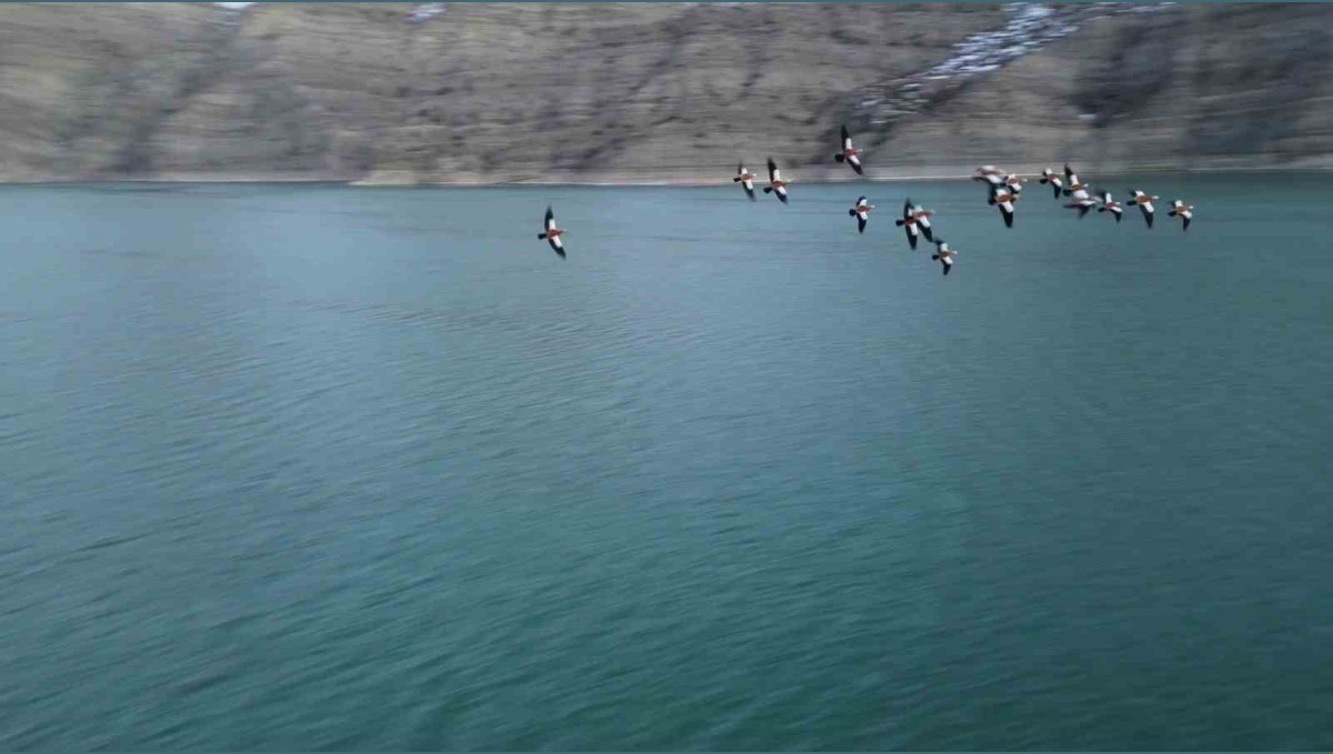 Angıt kuşları, Tortum Gölünü mesken tuttu