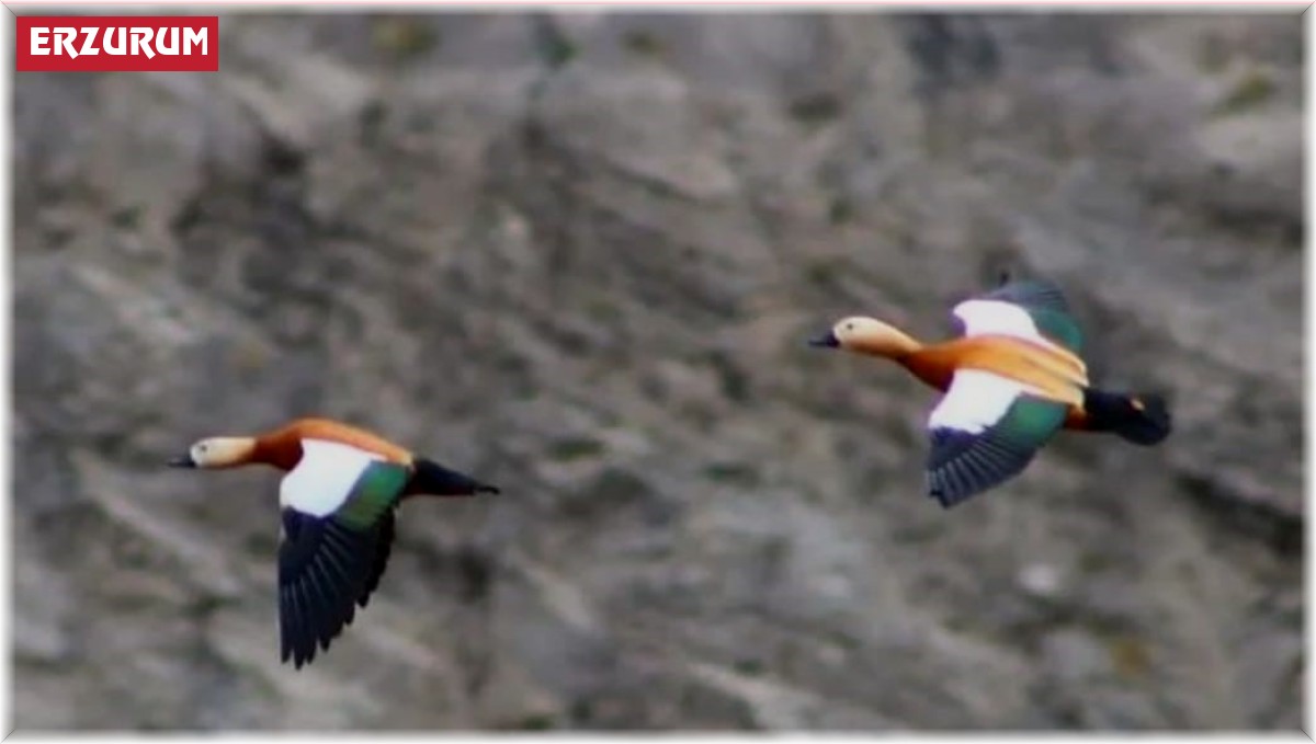 Angut kuşu vatandaşlar tarafından görüntülendi