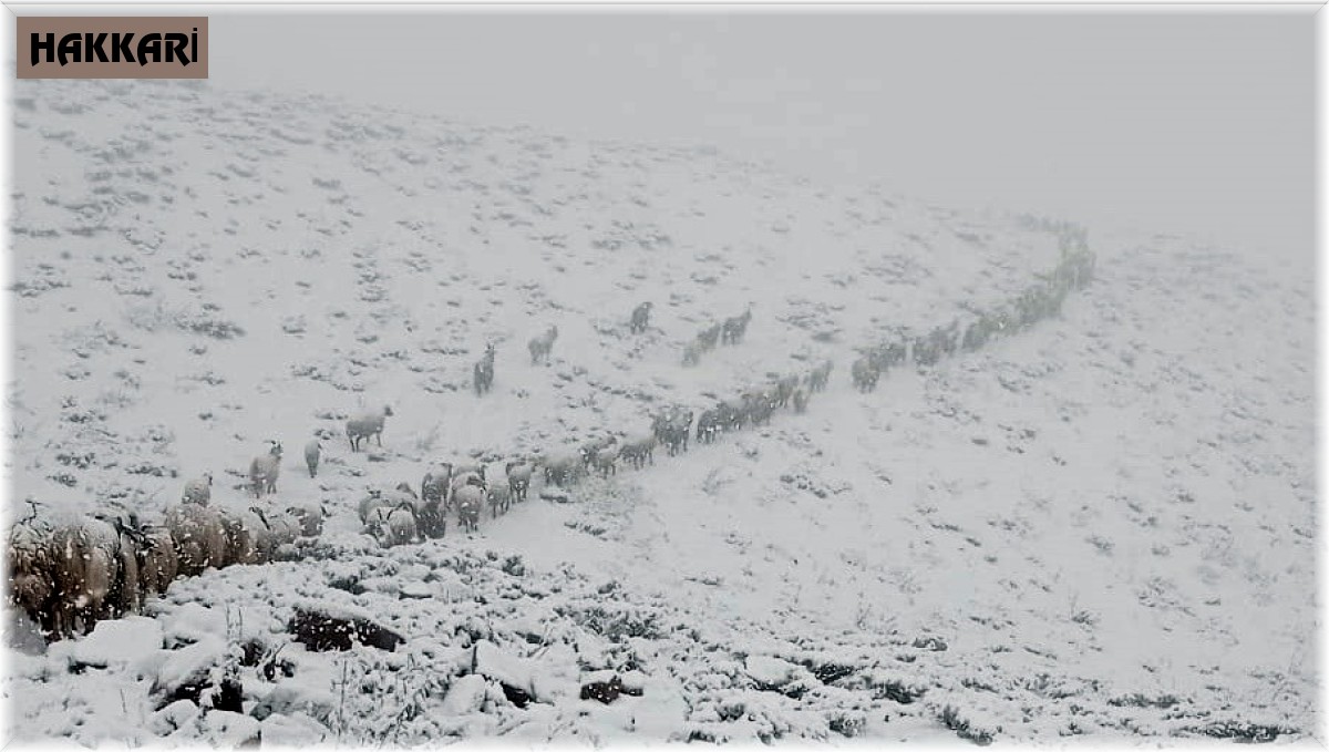 Aniden bastıran kar yağışı Yüksekova'yı beyaza bürüdü