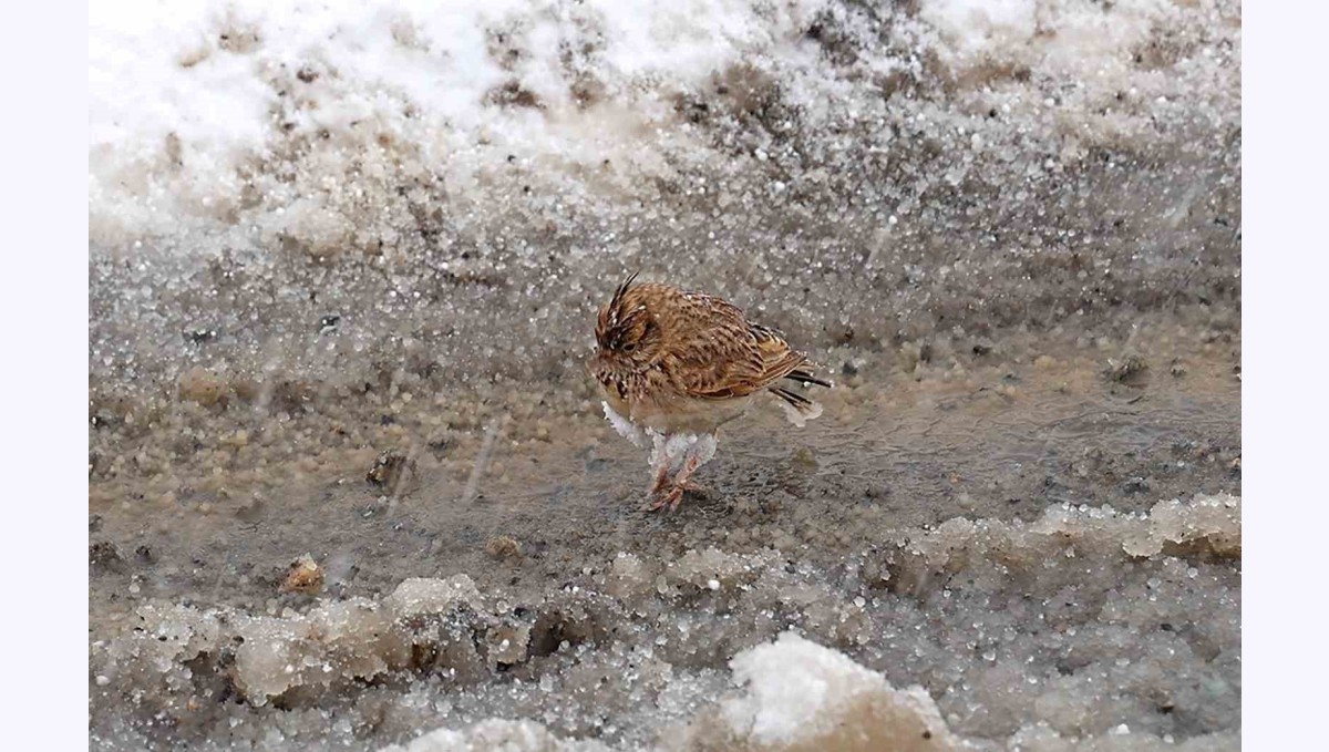 Aniden bastıran nisan karı kuşları da zor durumda bıraktı