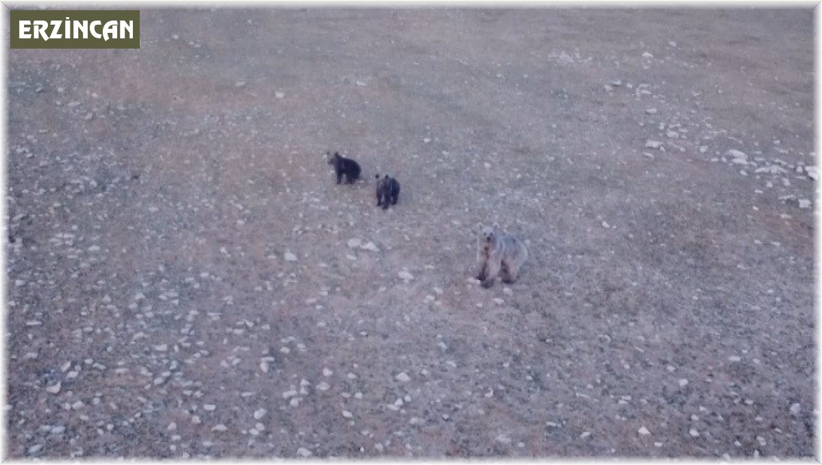 Anne ayı ve 2 yavrusu dron ile görüntülendi