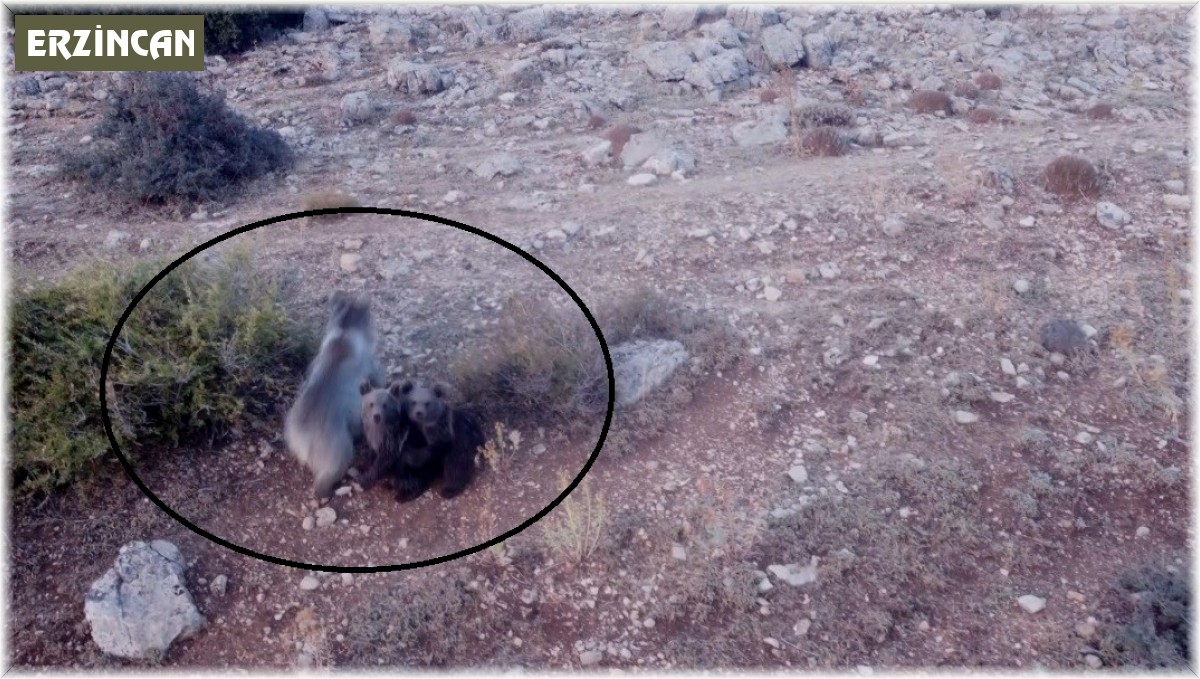 Anne ayı ve 2 yavrusu dron ile görüntülendi